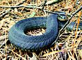 Nerodia erythrogaster flavigaster