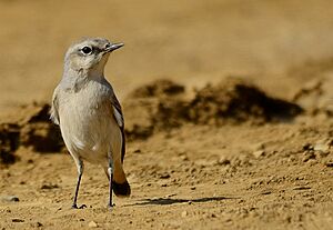 Oenanthe chrysopygia