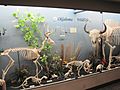 Oklahoma wildlife exhibit at the museum of osteology