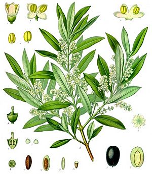 Olea europaea - Köhler–s Medizinal-Pflanzen-229