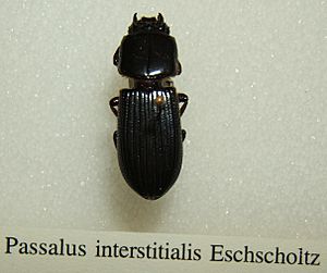 Passalus interstitialis sjh.jpg