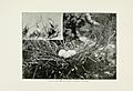 Pictures of bird life - on woodland meadow, mountain and marsh (1903) (14563858757)