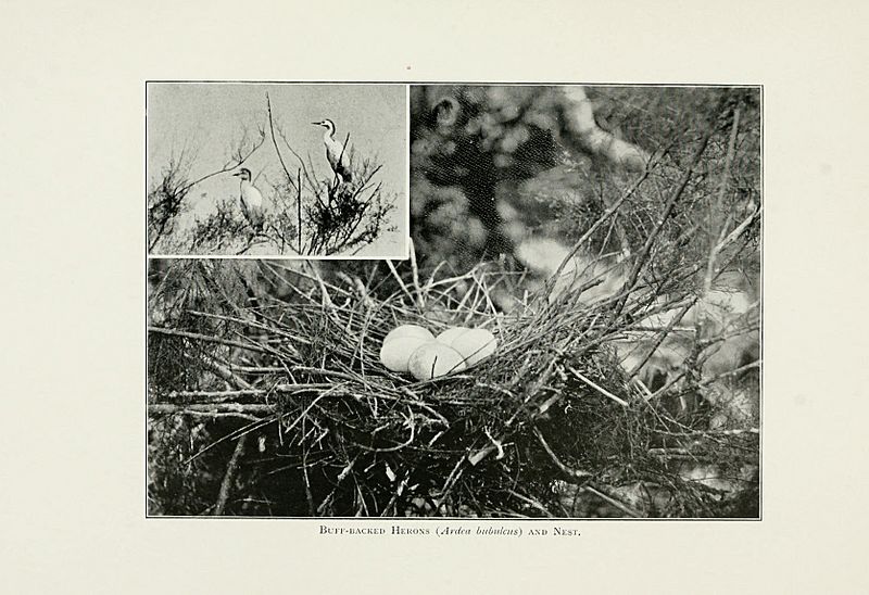 Pictures of bird life - on woodland meadow, mountain and marsh (1903) (14563858757)