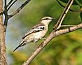 Pied Triller (Lalage nigra striga) - female - Flickr - Lip Kee