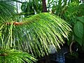 Pinus montezumae shoots 2 PAN