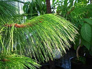 Pinus montezumae shoots 2 PAN