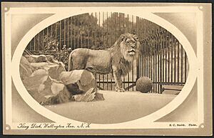 Postcard. King Dick, Wellington Zoo, N.Z. S C Smith, photo. New Zealand post card (carte postale), F T series no 1019. Printed in Saxony (1904-1914) (21481776729)