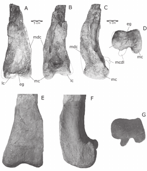 Quilmesaurus and Carnotaurus distal femora