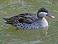 Red-billed Pintail (Anas erythrorhyncha) RWD1