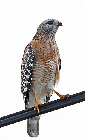 Red-shouldered Hawk - Buteo lineatus,Chekika Day-use Area, Everglades National Park, Homestead, Florida