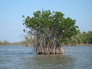 Florida mangroves Facts for Kids