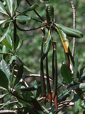 Rhizophora mangle-propagules