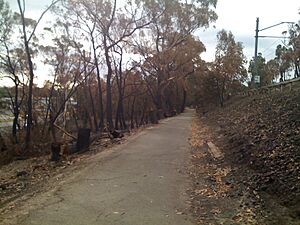 Ringwood - Belgrave Rail Trail Bushfires