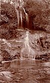 SLNSW 796385 Lyre Birds Glen Hazelbrook.jpg