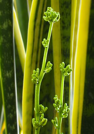 Sap of Sansevieria trifasciata