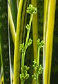 Sap of Sansevieria trifasciata