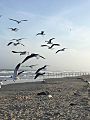 Seagulls Flying at Corpus Christ Shore