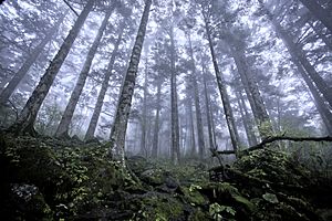 Shennongjia virgin forest
