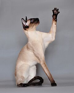 Siamese cat Vaillante
