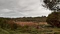Tamworth Hill, seen from Tamworth Hill Swamp, April 2020