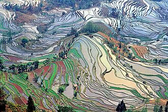 Terrace field yunnan china