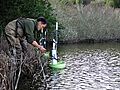 Tidewater goby release - Tomales Bay California