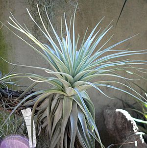 Tillandsia gardneri gardneri 1.jpg