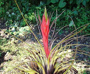 Tillandsia punctulata, the Fairy Queen Bromeliad (9296171247).jpg