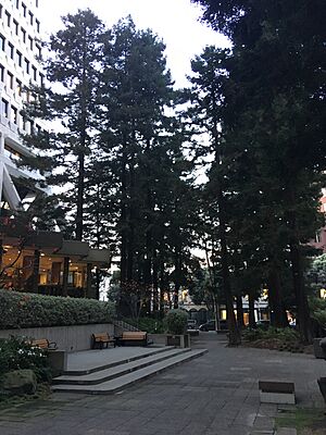 Transamerica Redwood Park Dusk