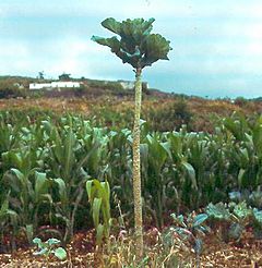 Tree cabbage