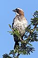 White-browed sparrow-weaver (Plocepasser mahali pectoralis) male