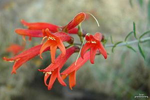 Whorl-leaf Penstemon (4873810316).jpg