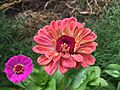 Zinnias in Oklahoma