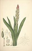 8 Gusmannia tricolor - John Lindley - Collectanea botanica (1821)