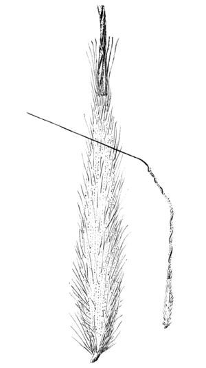 Achnatherum diegoense (as Stipa diegoensis) HC-1950.png
