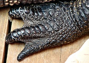 Alligator foot detail