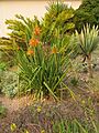 Aloe cooperi in flower IMG 1702e