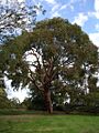 Angophora costata - 1923 @ Maranoa