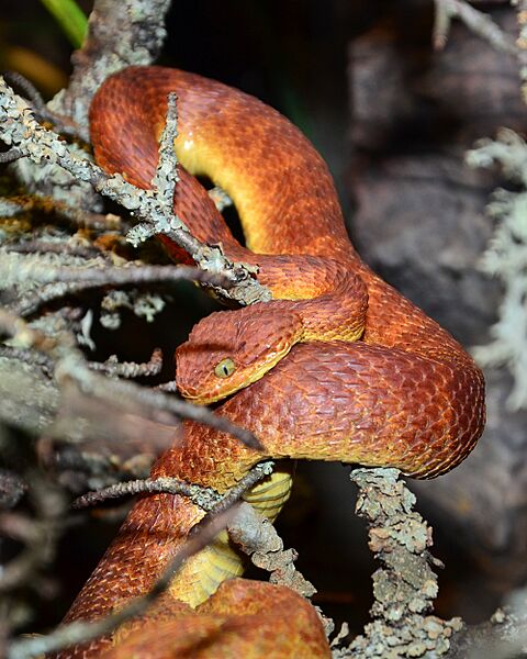 Atheris squamigera