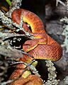 Atheris squamigera