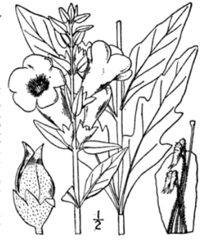 Aureolaria virginica under the name Dasystoma flava (1913) Britton, N.L., and A. Brown.