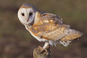 Barn Owl, Lancashire
