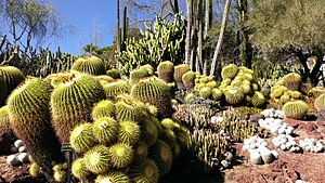 Barrel cacti at Huntington Library, Art Collections and Botanical Gardens