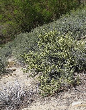 Bitterbrush Purshia tridentata mid on slope