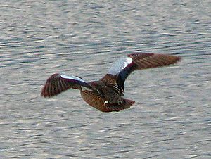 Blue-winged Teal, in flight, Vancouver