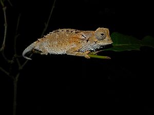 Brookesia decaryi 2008b.jpg