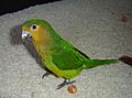 Brown-throated Parakeet (Aratinga pertinax) -pet