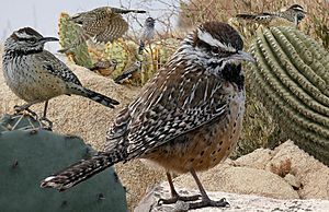 Cactus wren From The Crossley ID Guide Eastern Birds
