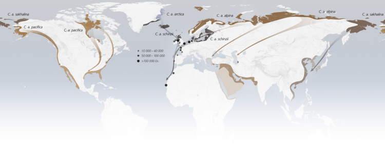 Calidris alpina migrations