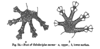 Calodactylus aureus feet